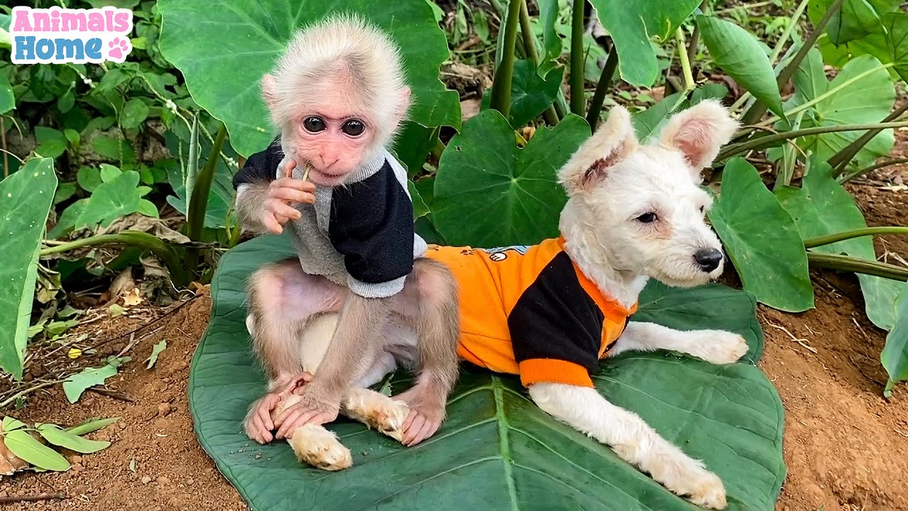 BiBi monkey plays friendly with puppy