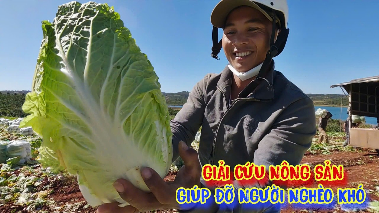 GIẢI CỨU nông sản, giúp người nghèo có cuộc sống ấm no HẠNH PHÚC - tập 1654