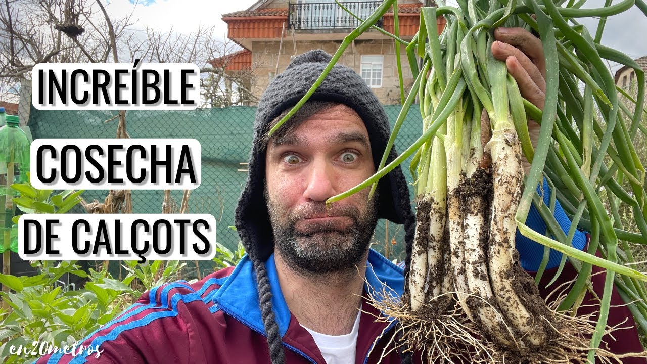 (PARTE 02) Cómo CALZAR y COSECHAR CALÇOTS: consejos para que salgan grandes || en20metros
