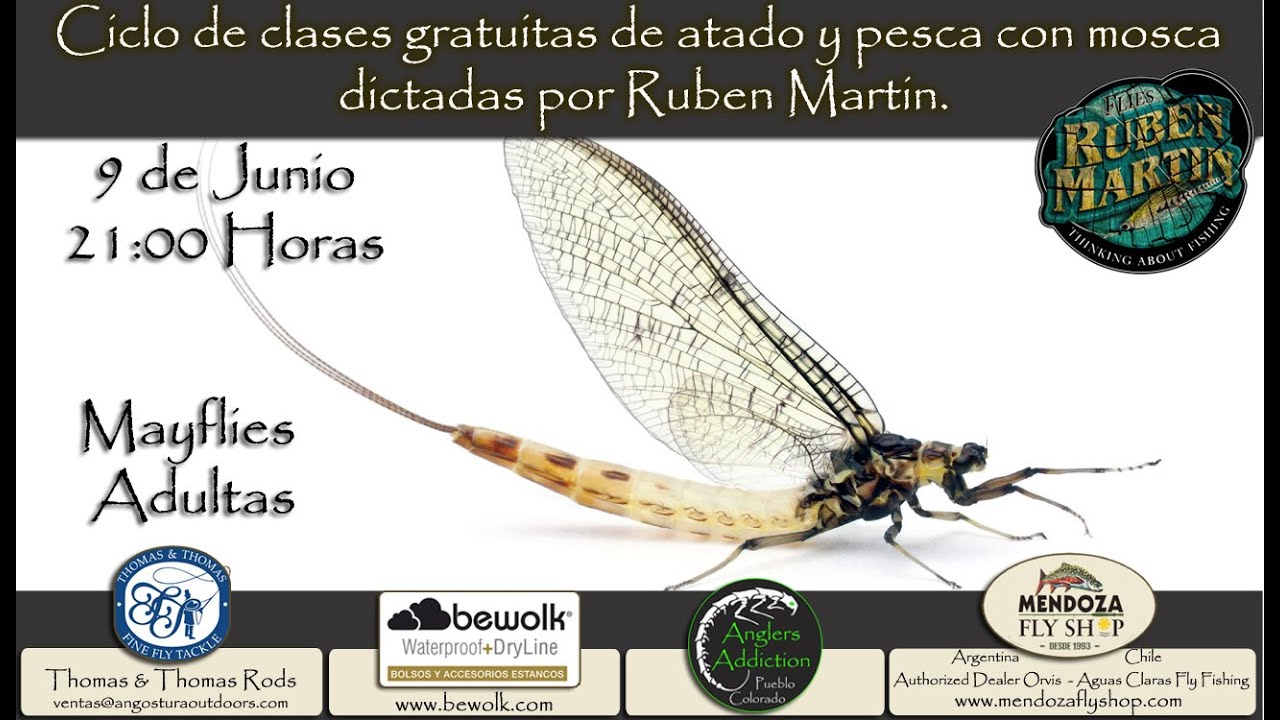 Mayflies adultas . Clase de atado en vivo dictadas por Ruben Martin