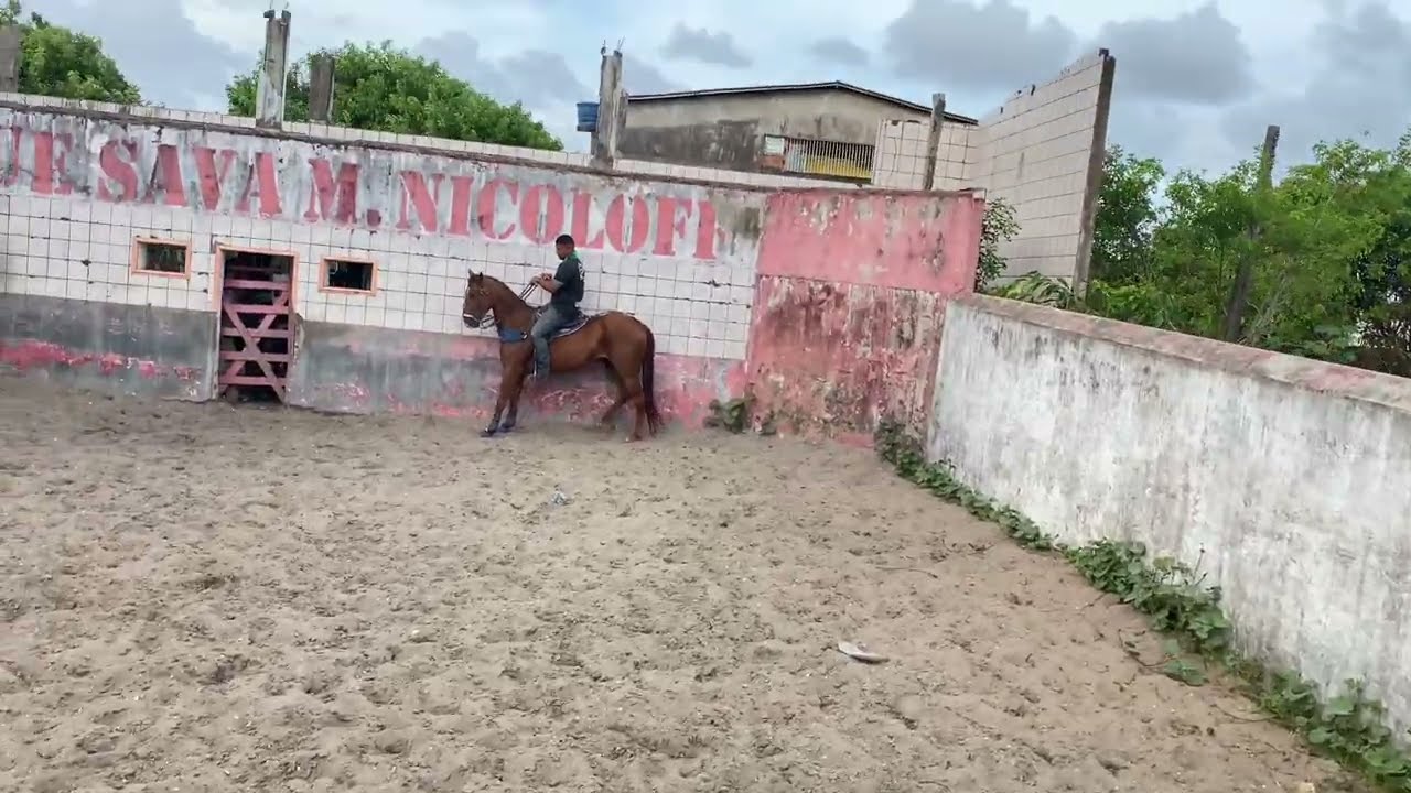 Iniciando na vaquejada. #cavalo #haras #cavalos #vaquejada #vaqueiro 