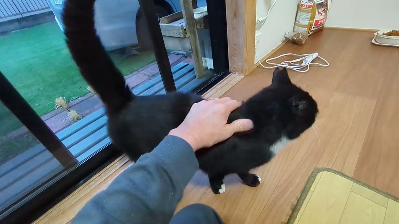 今朝も開店を待っていたはなお嬢様