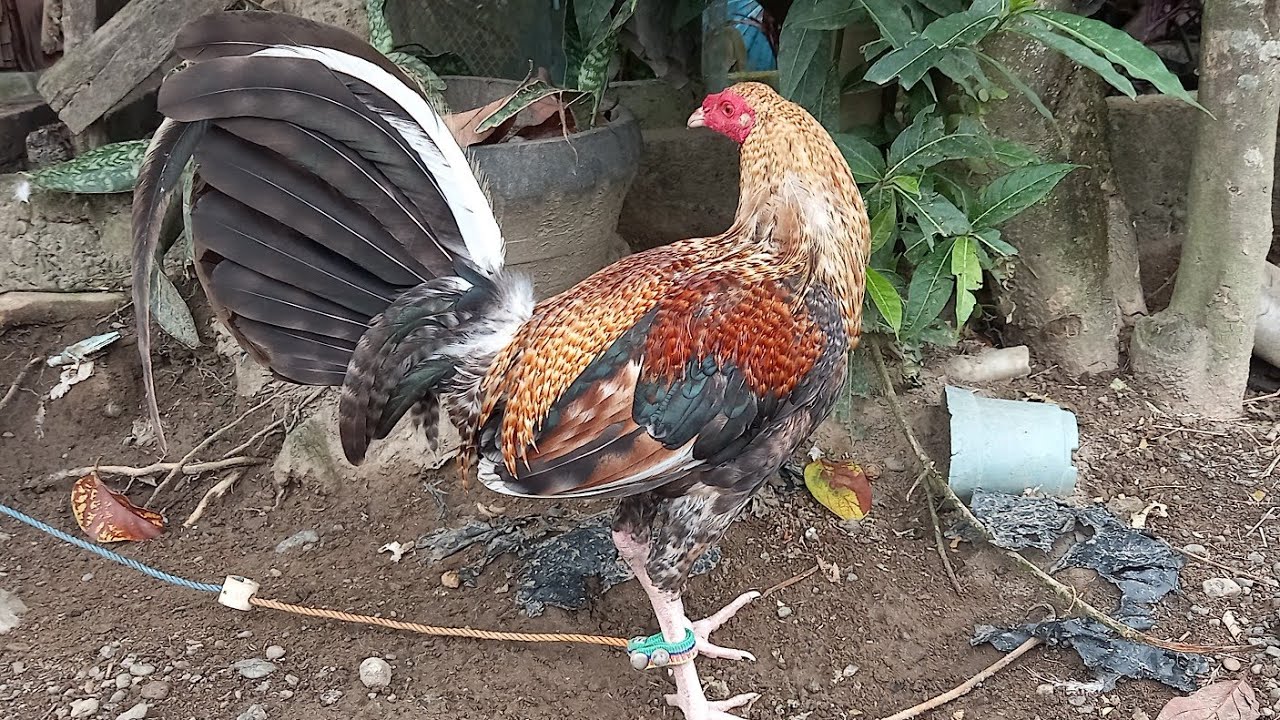 #chicken #hen #rooster #manok #jlcbackyard #youtubeshorts #shorts #breeder #backyardpoultryfarming 