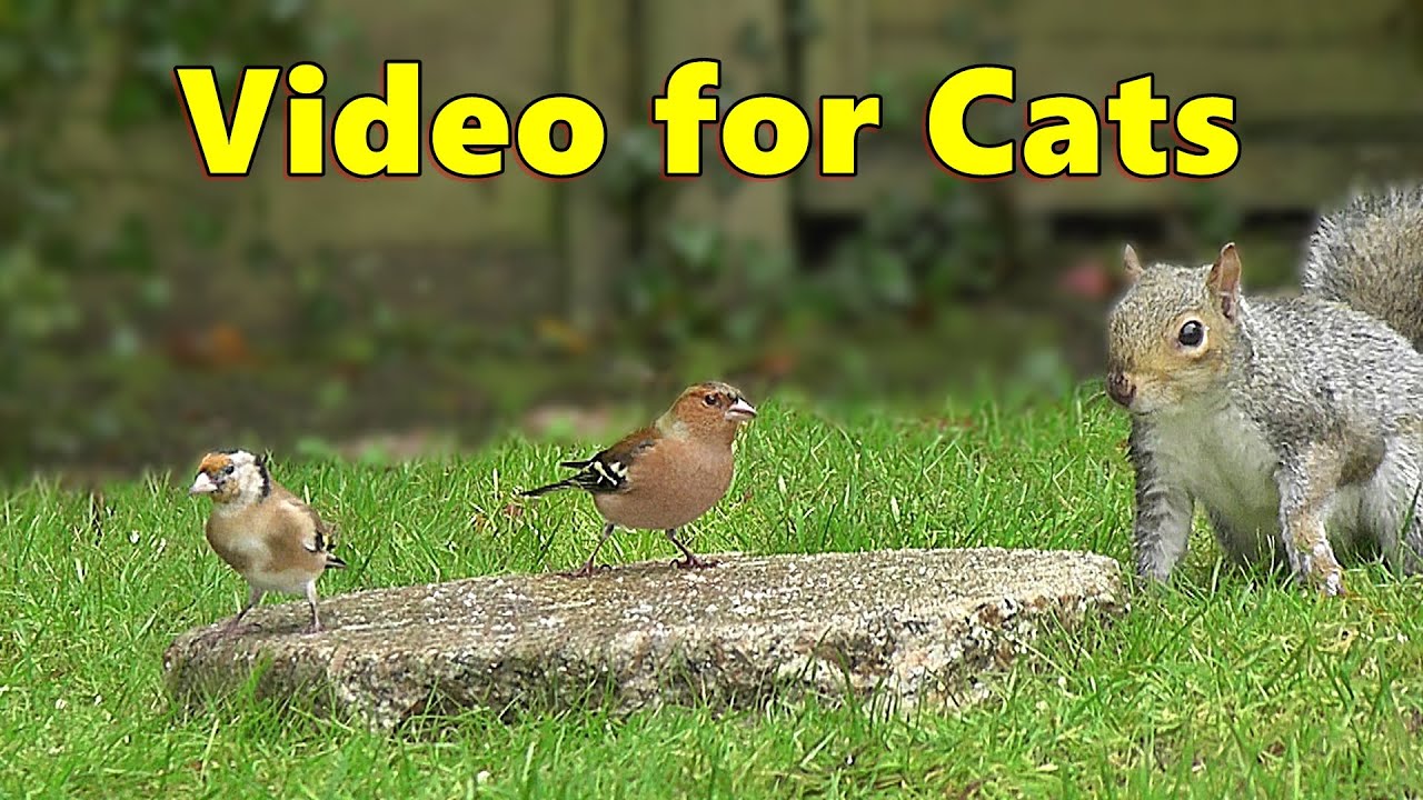 Cat TV ~ Birds Coming and Going Videos for Cats to Watch ⭐ 8 HOURS ⭐