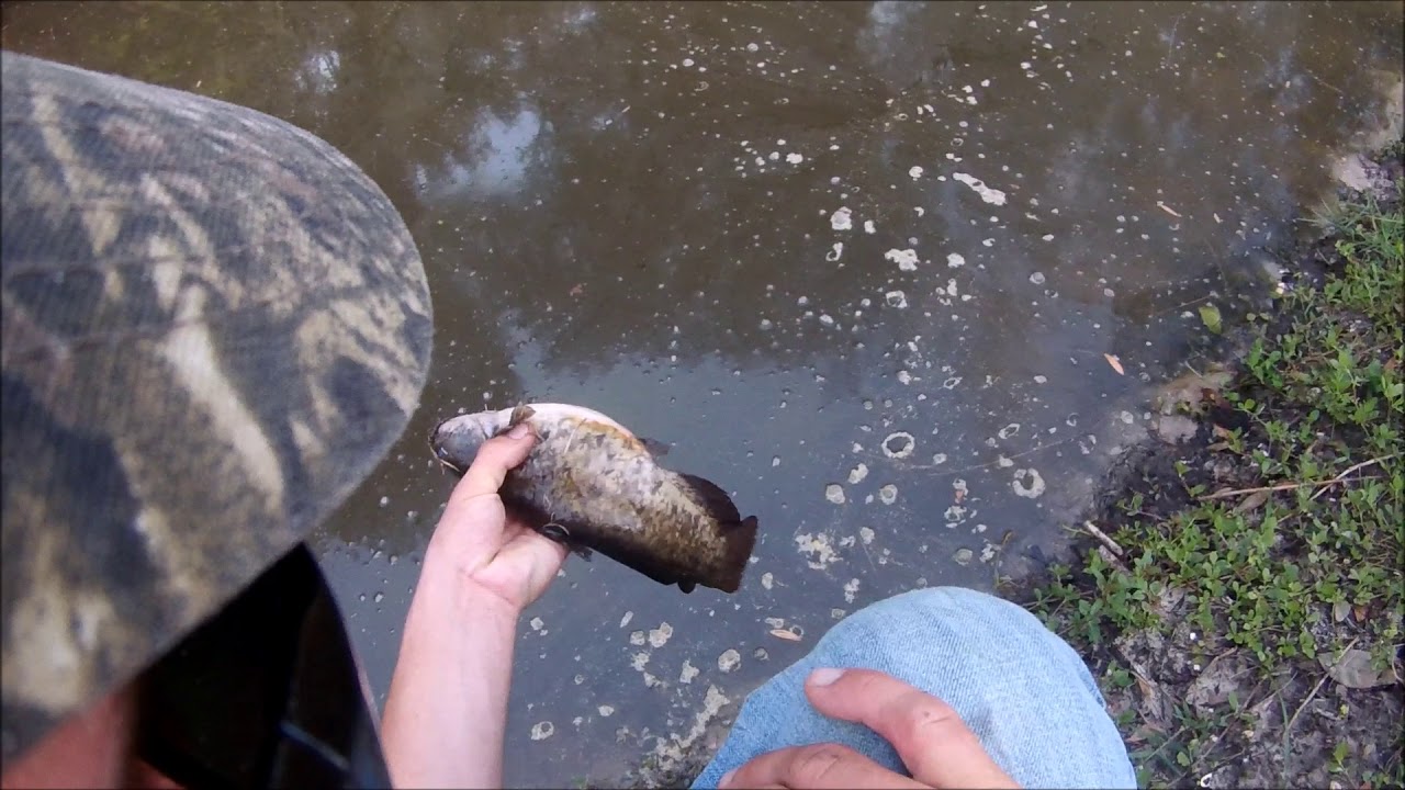 Weird canal fish in Florida!