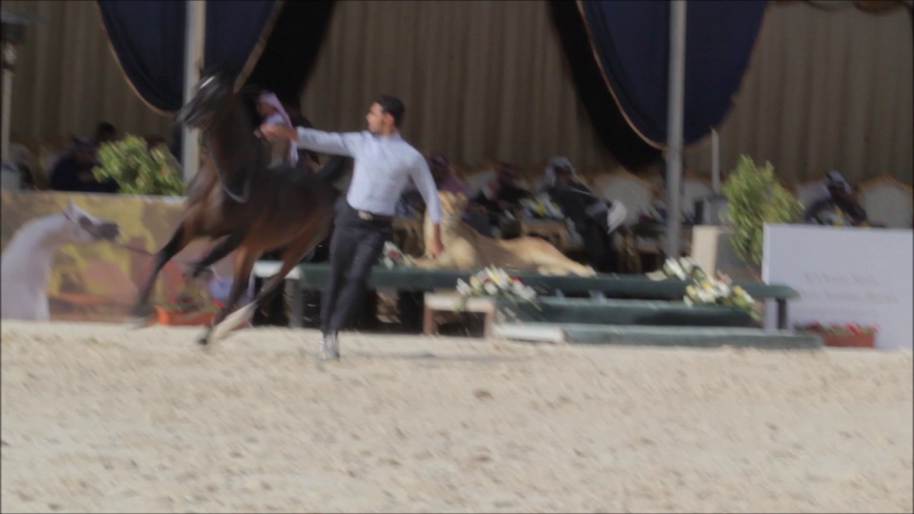 بهيج |  ضوء بطولات الخيل العربية | بطولة الرياض 2017