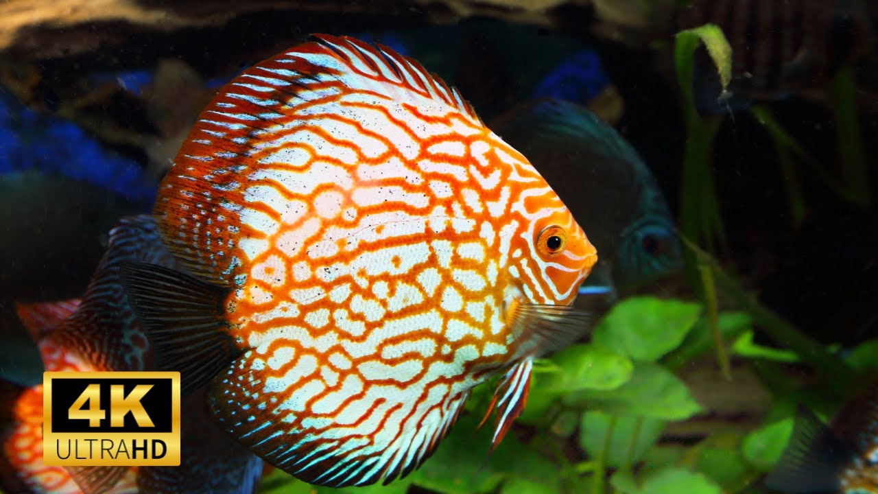 Symphysodon Discus Amazing Fishes in Under Sea