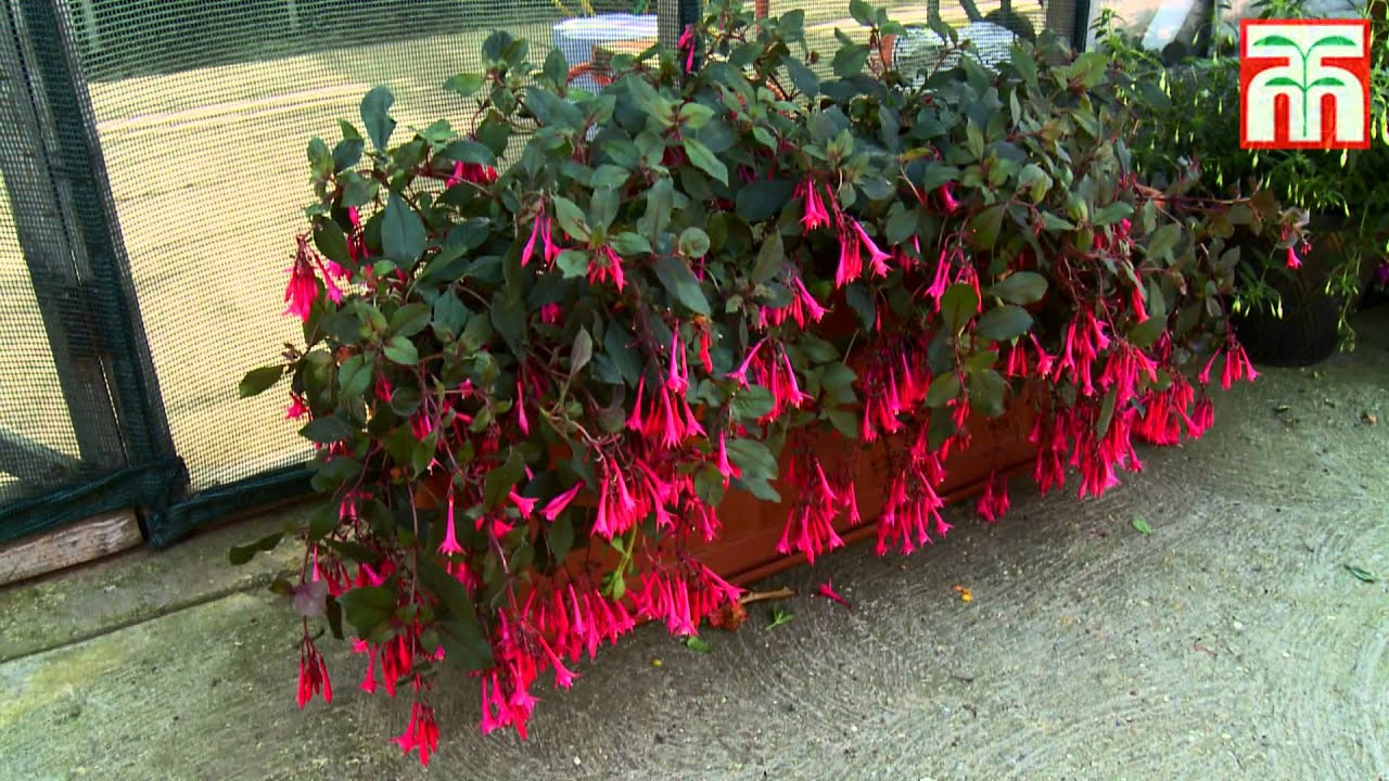 Thompson & Morgan's Fuchsia Festival