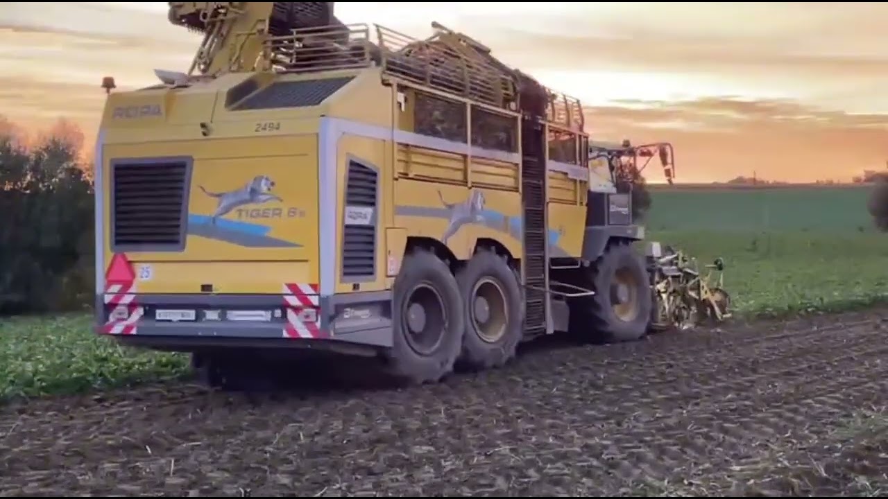 Kopanie buraków //2025🚨🚜New holland i Ropa w akcji 
