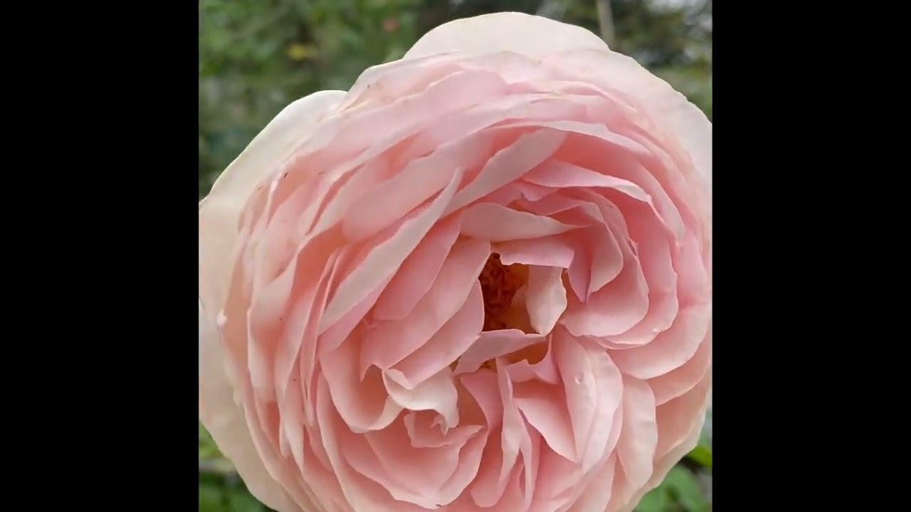 David Austin Rose- Heritage 2nd Year