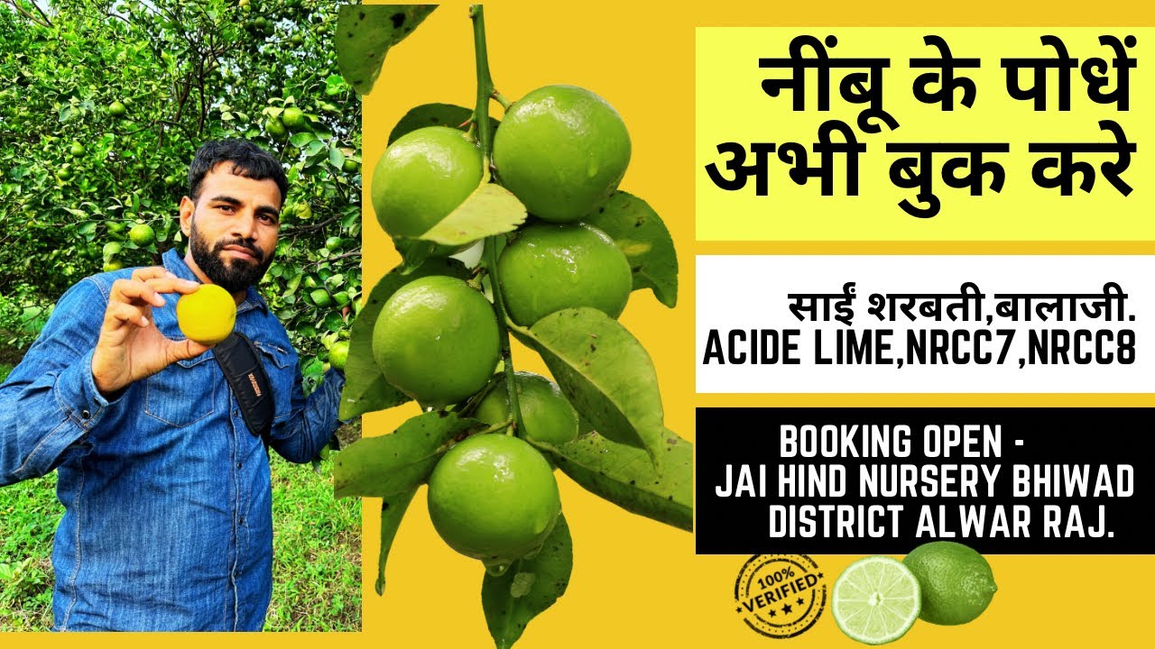Lime Farming नींबू की बाग़वानी में सही किस्मों का चयन #jhn