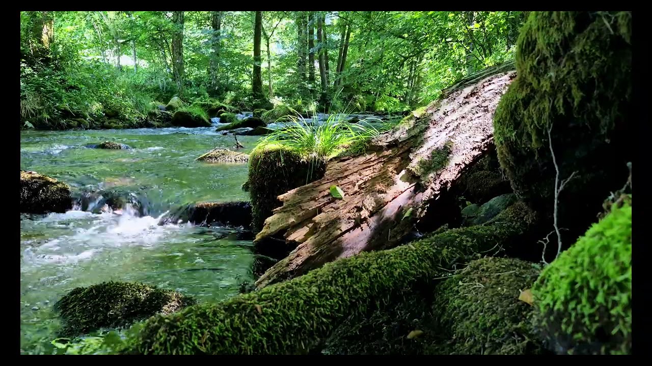 Black Forest - Calm Down at the River (8K)