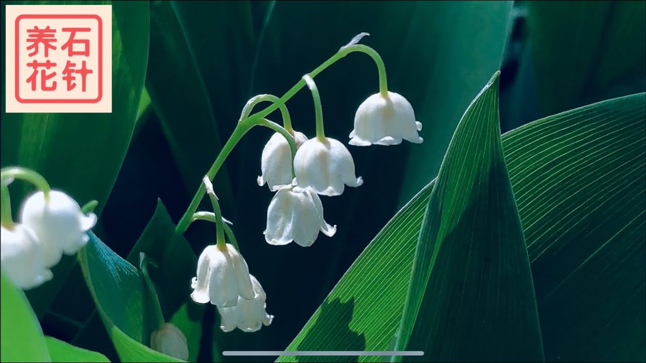 幽谷铃兰，适合花园种植吗？- Lily of the Valley