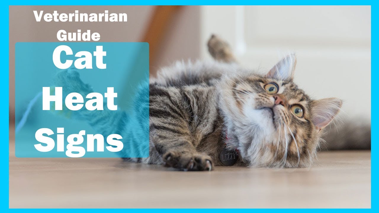 6- Signs Your Cat In Heat  || Veterinarian Guide | In Urdu | Animalia Dot Pk || Vet Furqan Younas