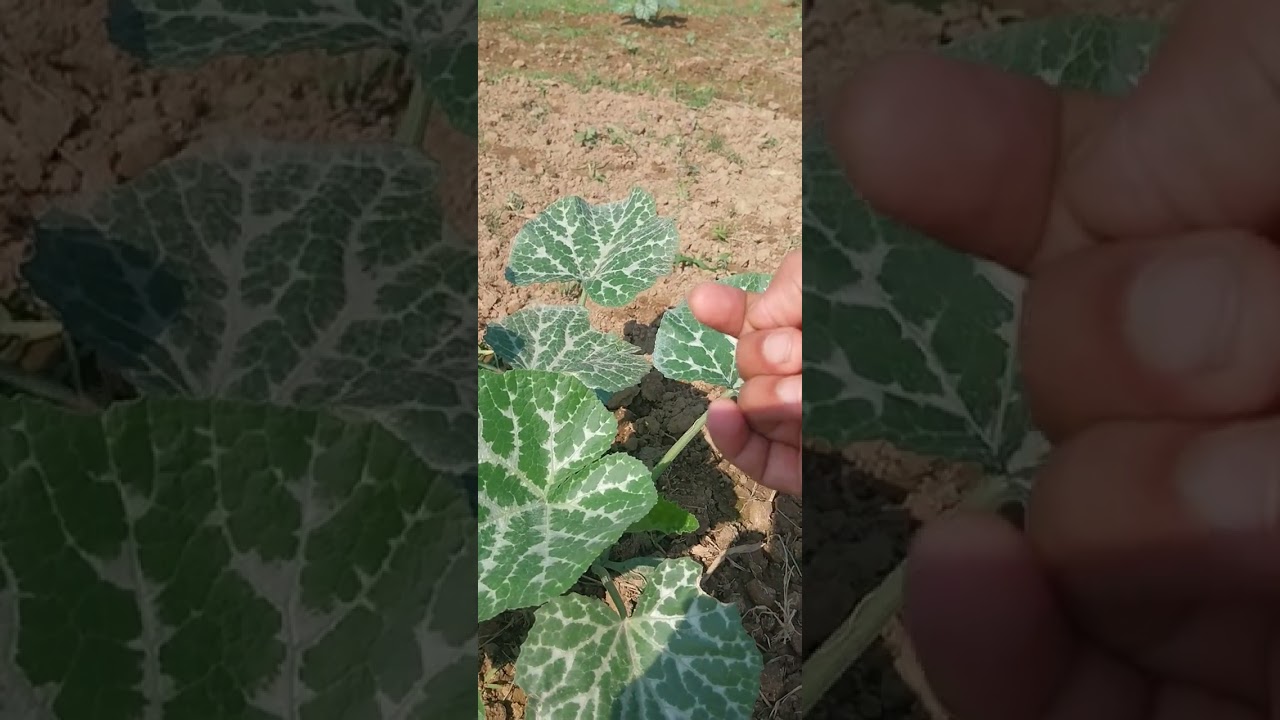 ৰঙালাও খেতি 30 days update..