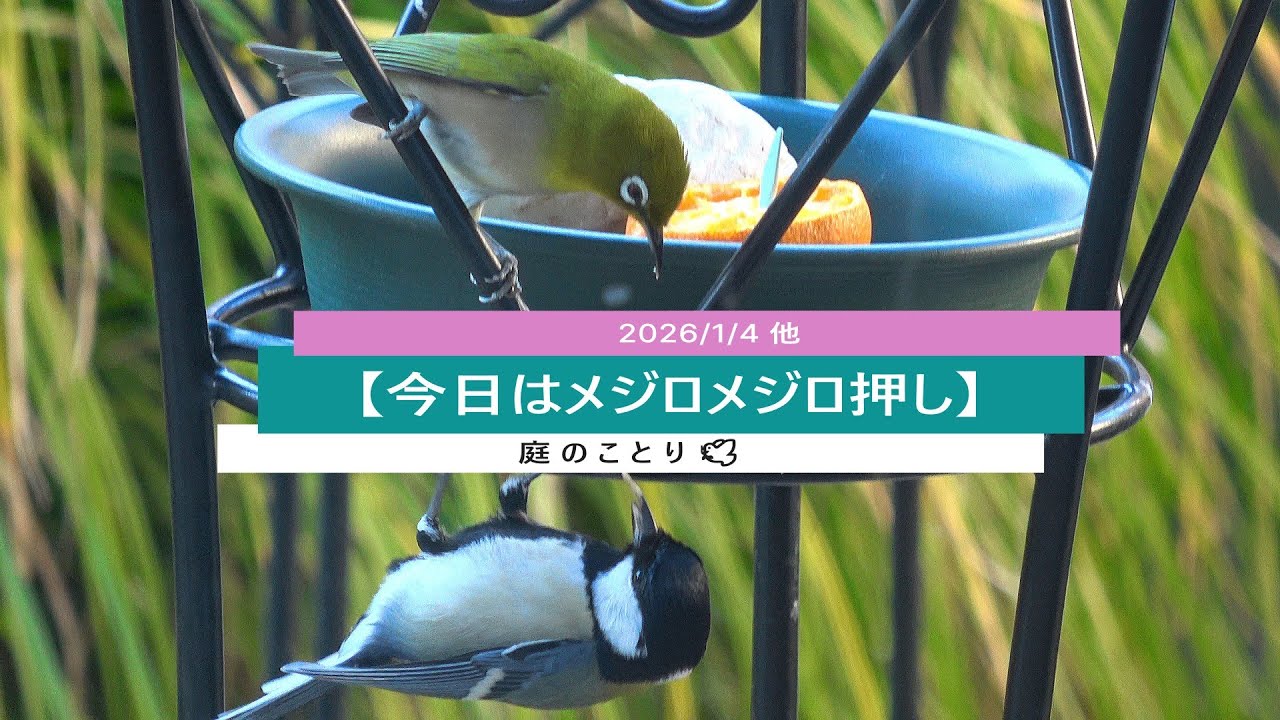 ＜No.178＞【今日はメジロメジロ押し💚】20260104他