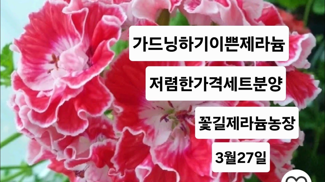 제라늄분양입니다~문자주세요!!#러시아제라#k제라#리갈제라#아이비제라#제라늄물주기#제라늄잘키우기#제라늄분양#스텔라제라#제라늄흙#제라늄삽목#제라늄번식