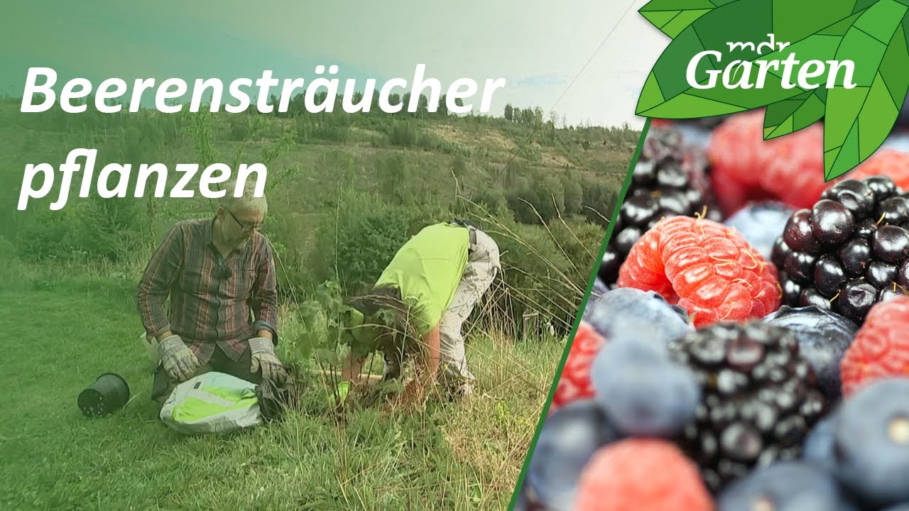 Beerenbüsche im Genussgarten am Hang pflanzen | MDR Garten