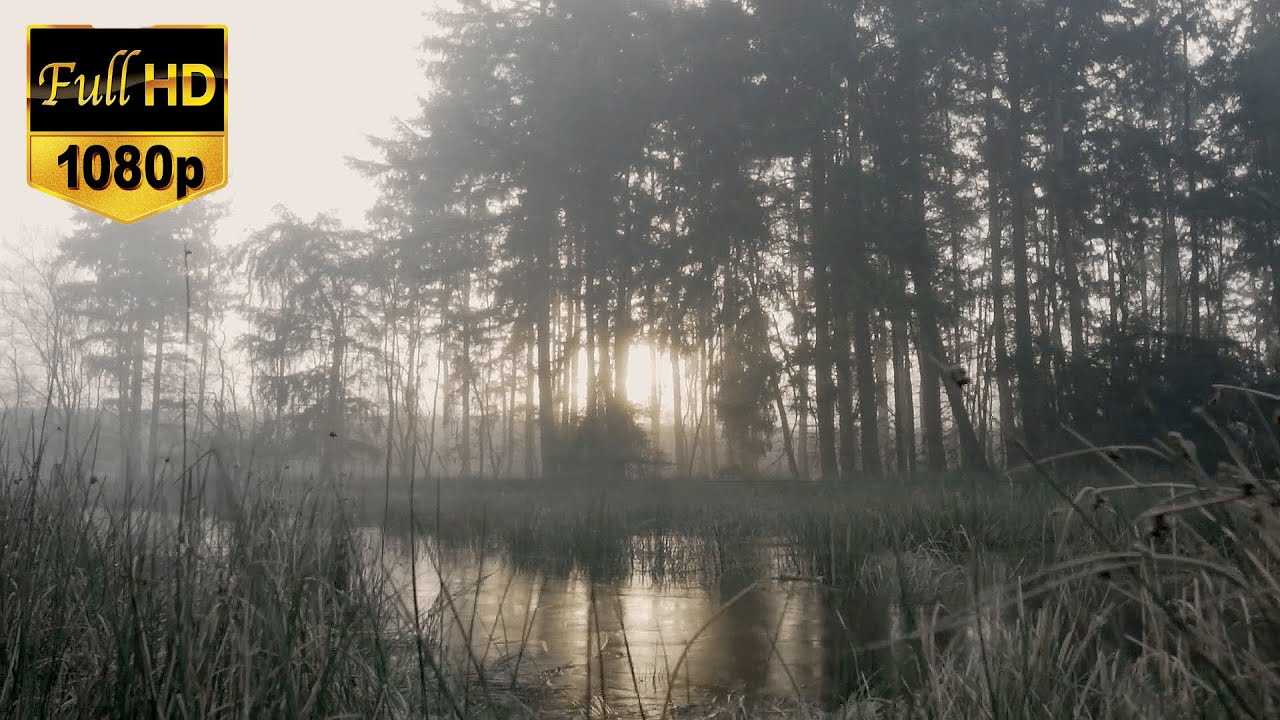Foggy Forest Stock Footage COPYRIGHT FREE