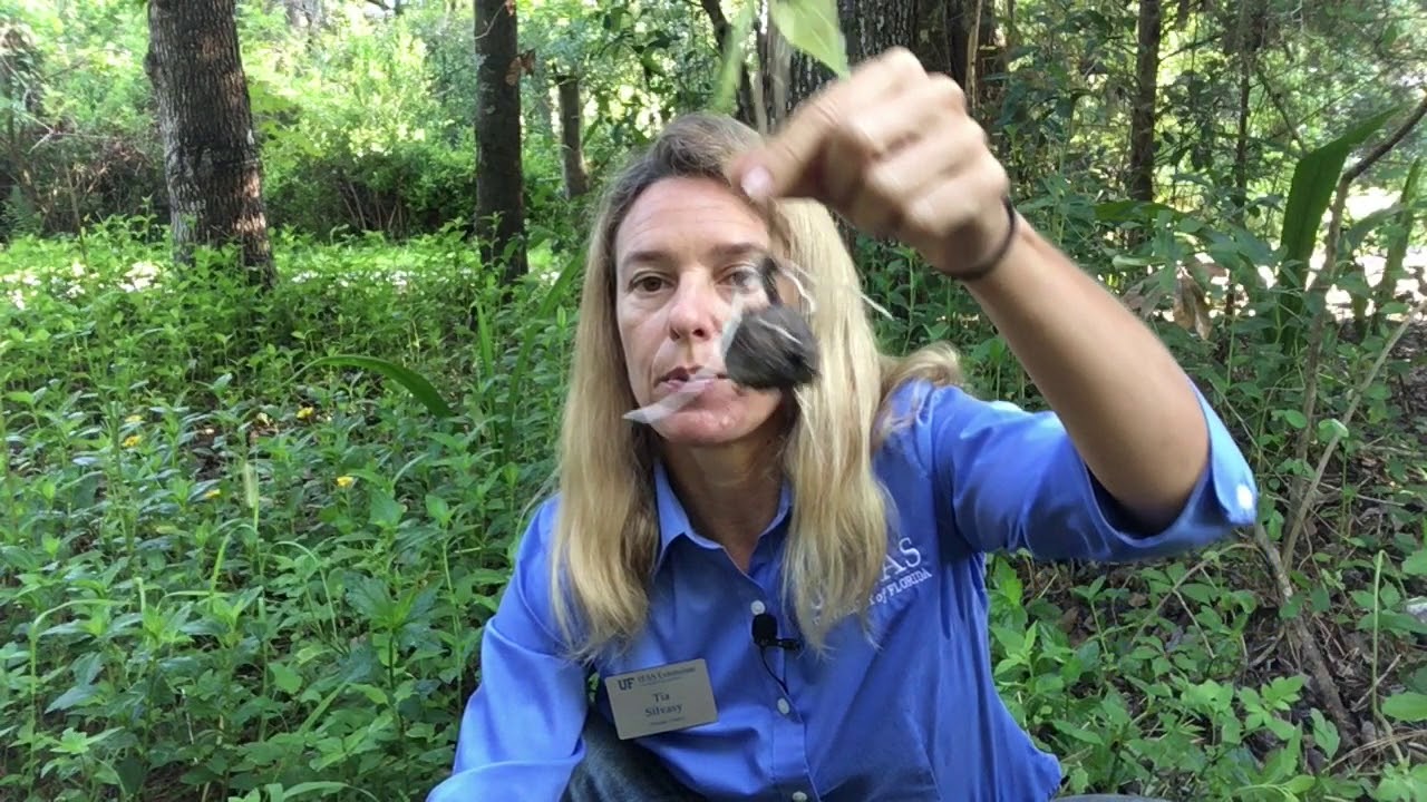 Invasive Plants in Florida you Should Know