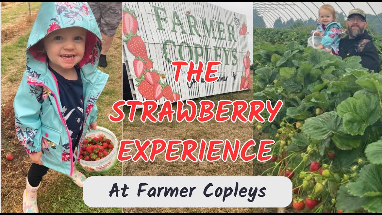 The Strawberry Experience at Farmer Copleys was a GREAT day out!