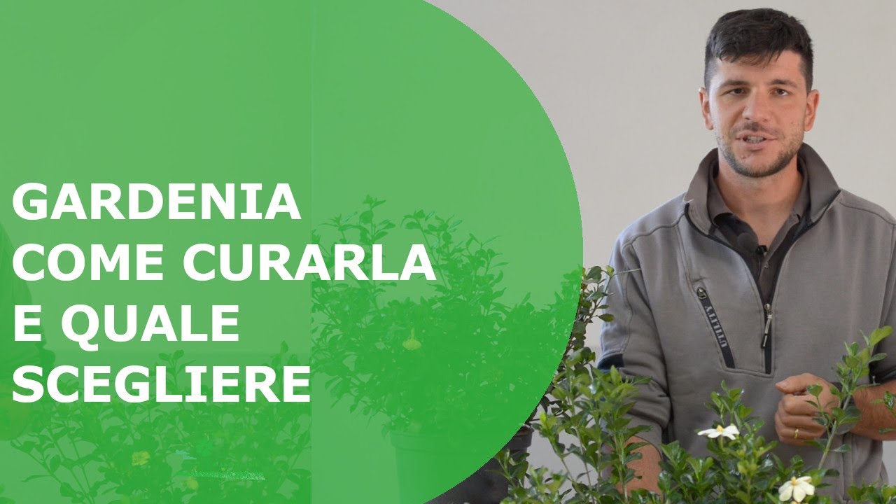 Come scegliere e prendersi cura della Gardenia sul terrazzo, in giardino, in casa