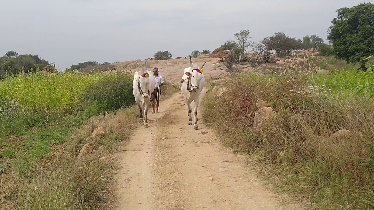 khillari bulls amazing
