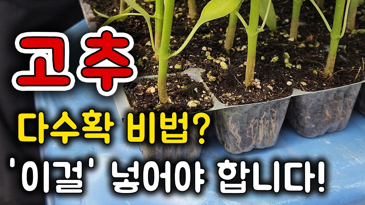 고추농사 잘짓는법은? 이렇게 해야 수확이 대박납니다!