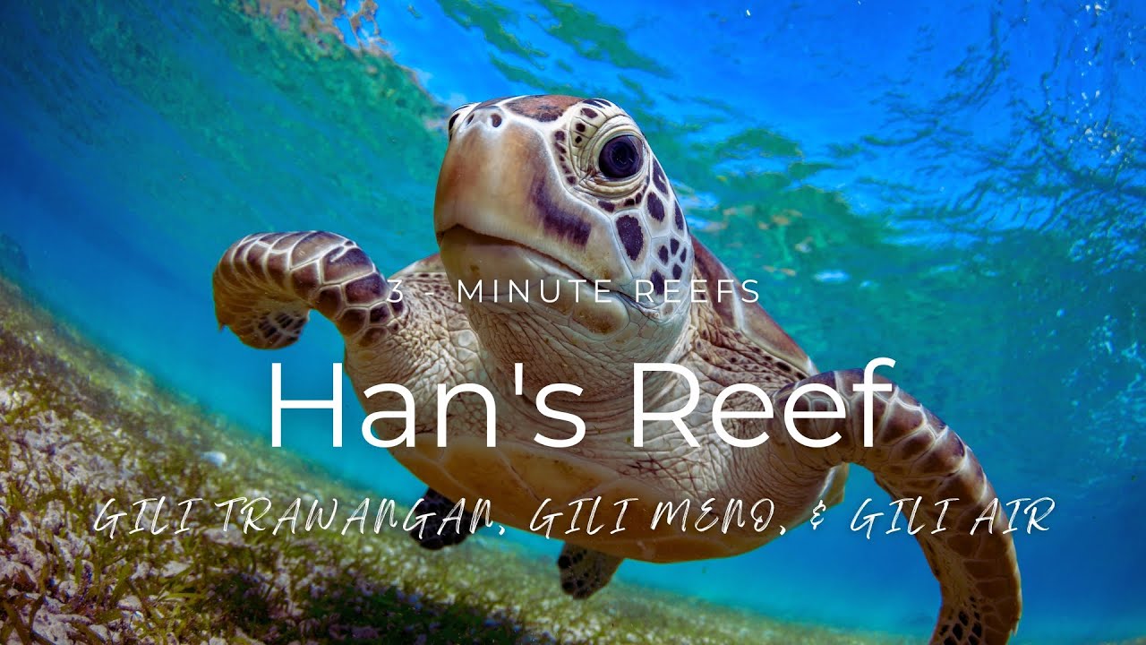 3-Minute Reefs: Han's Reef (Gili Islands) 