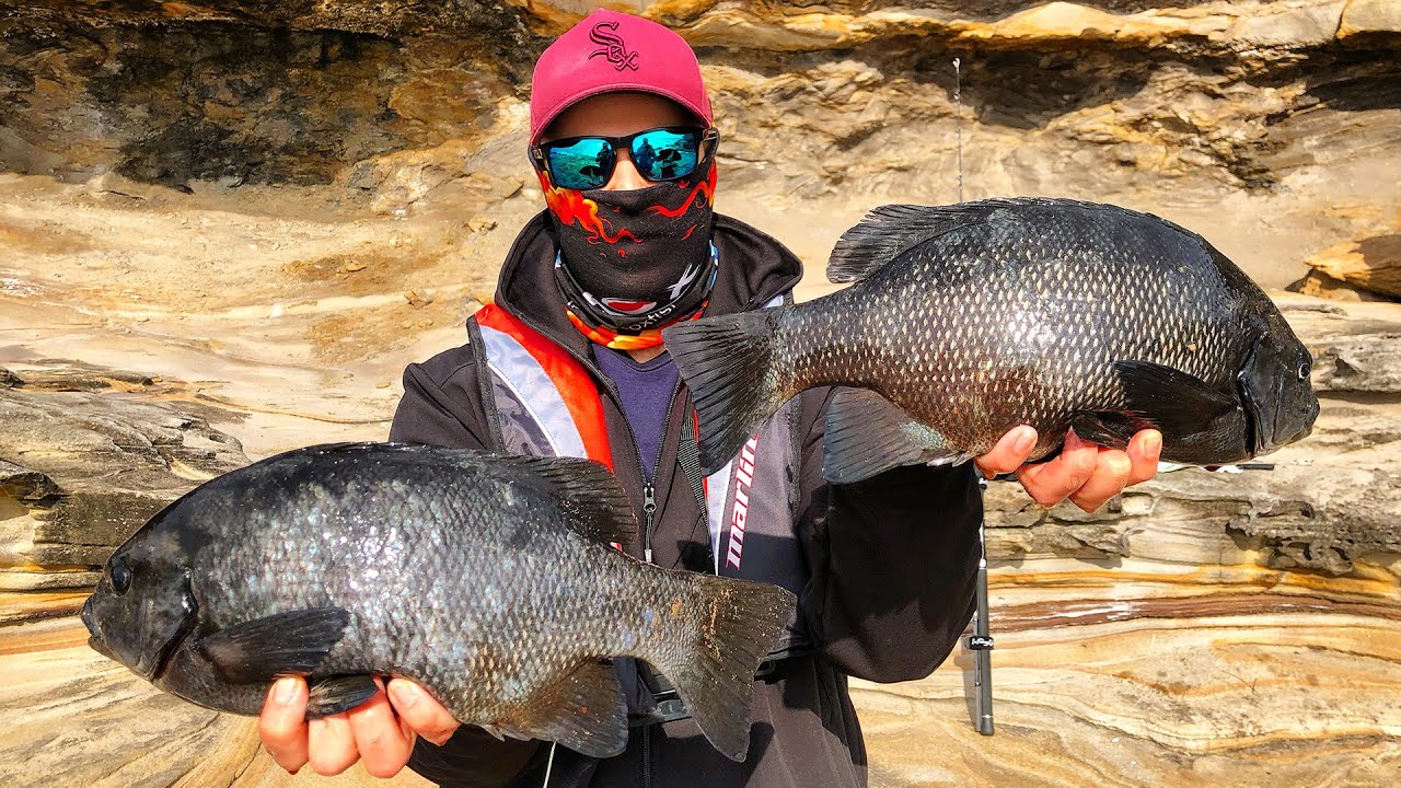 Rock Fishing for Black Drummer! | Fishing Australia