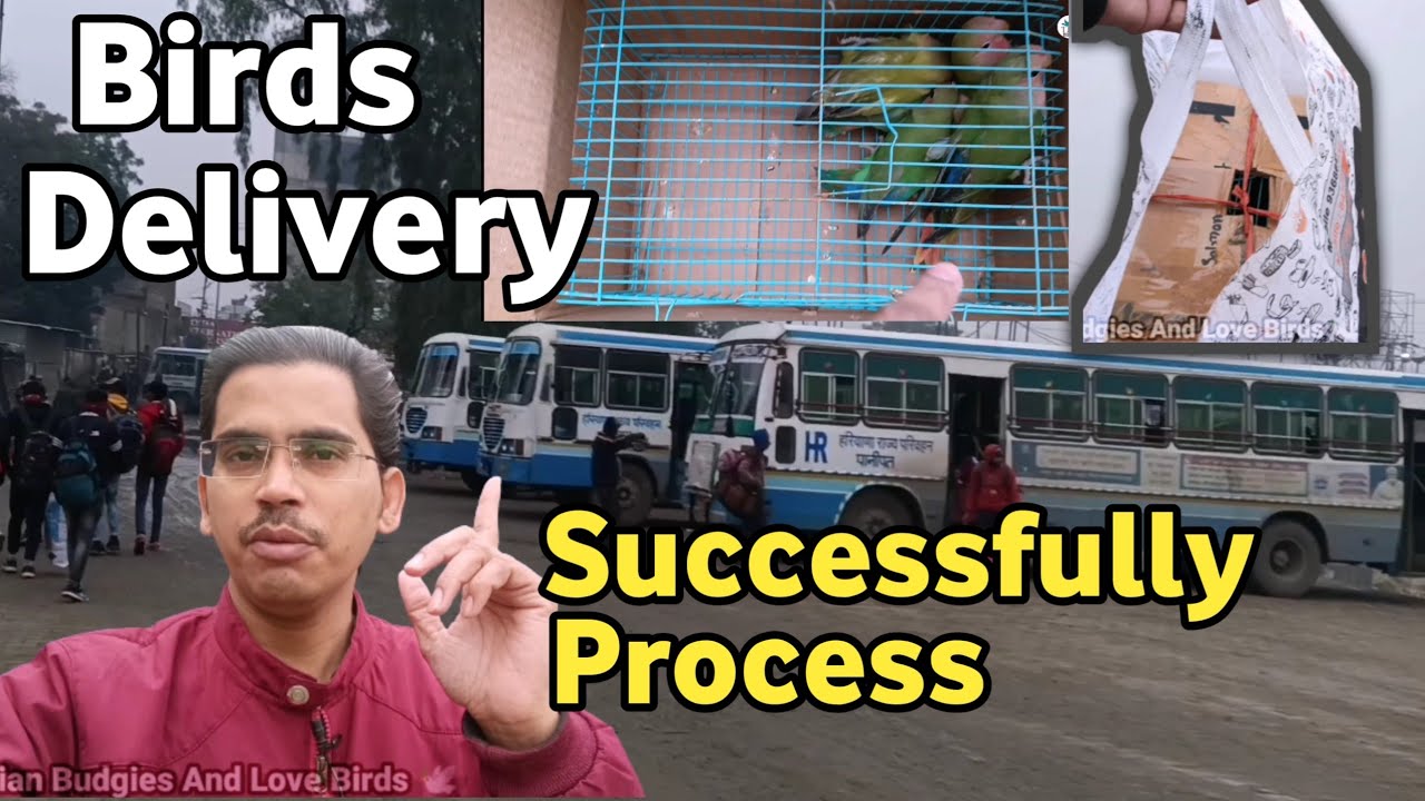 Birds Delivery Successfully Process | Birds को कैसे भेजते हैं | How to Deliver Birds to Buyer's