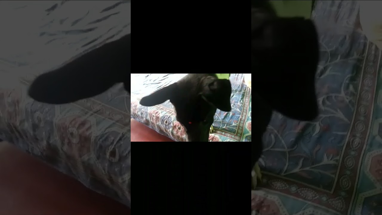 tui amai tupi ta de ami ektu kheli..