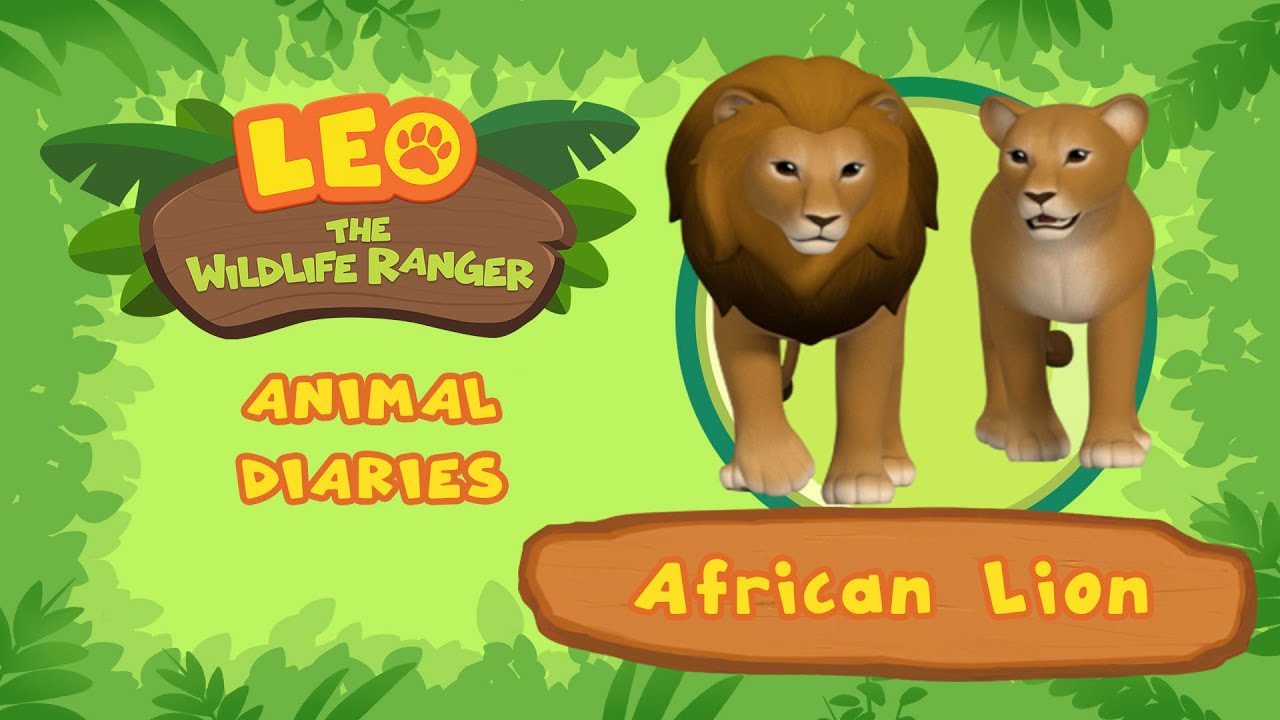African Lion | ROAR!! Who Does Most of the Hunting? The Lion or the Lioness? | Fun Animal Facts