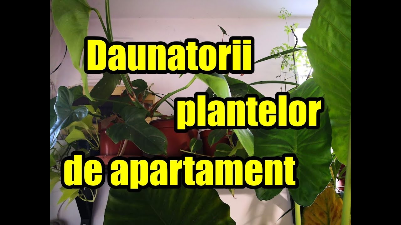Dăunătorii plantelor de apartament, iarna