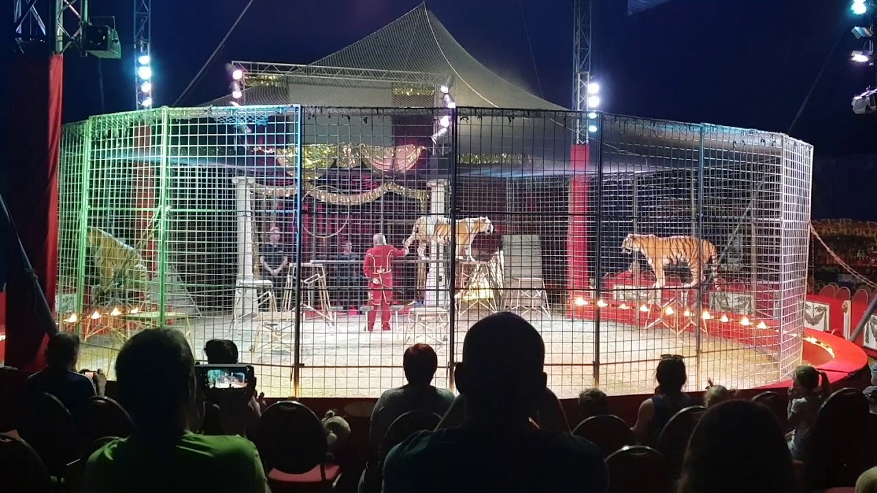 jo joo tigers