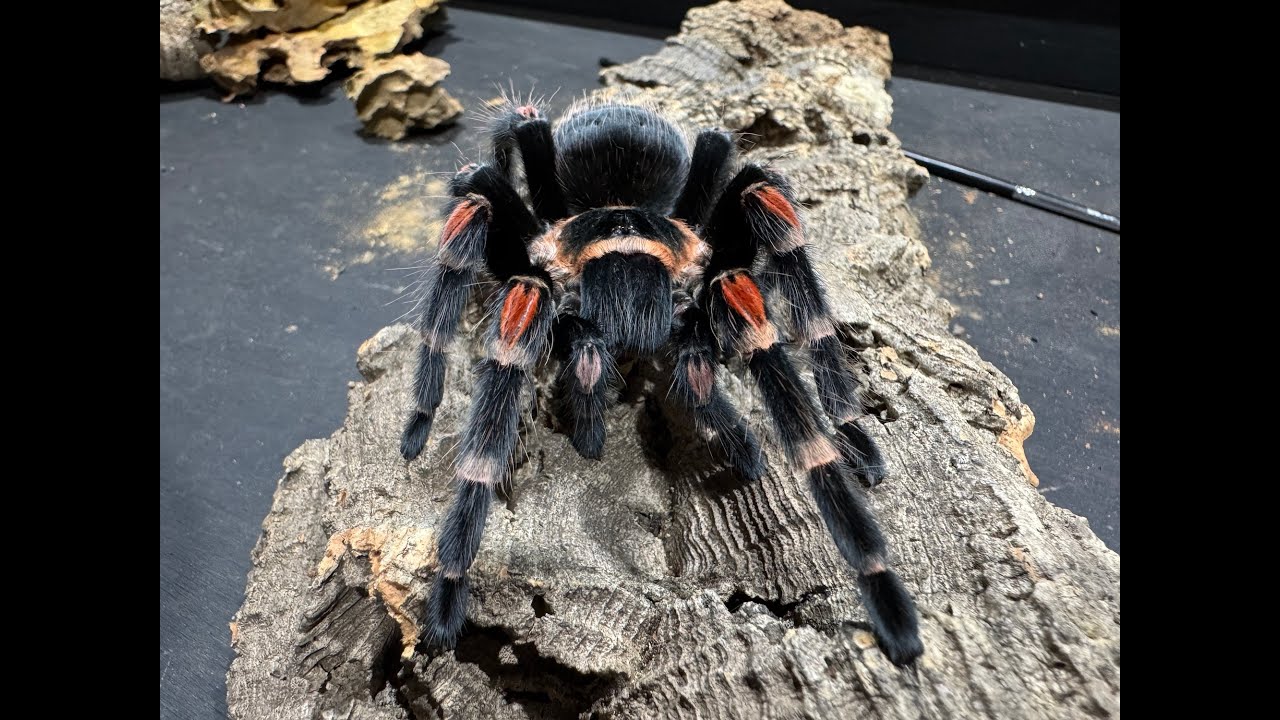 Lets Talk Breeding