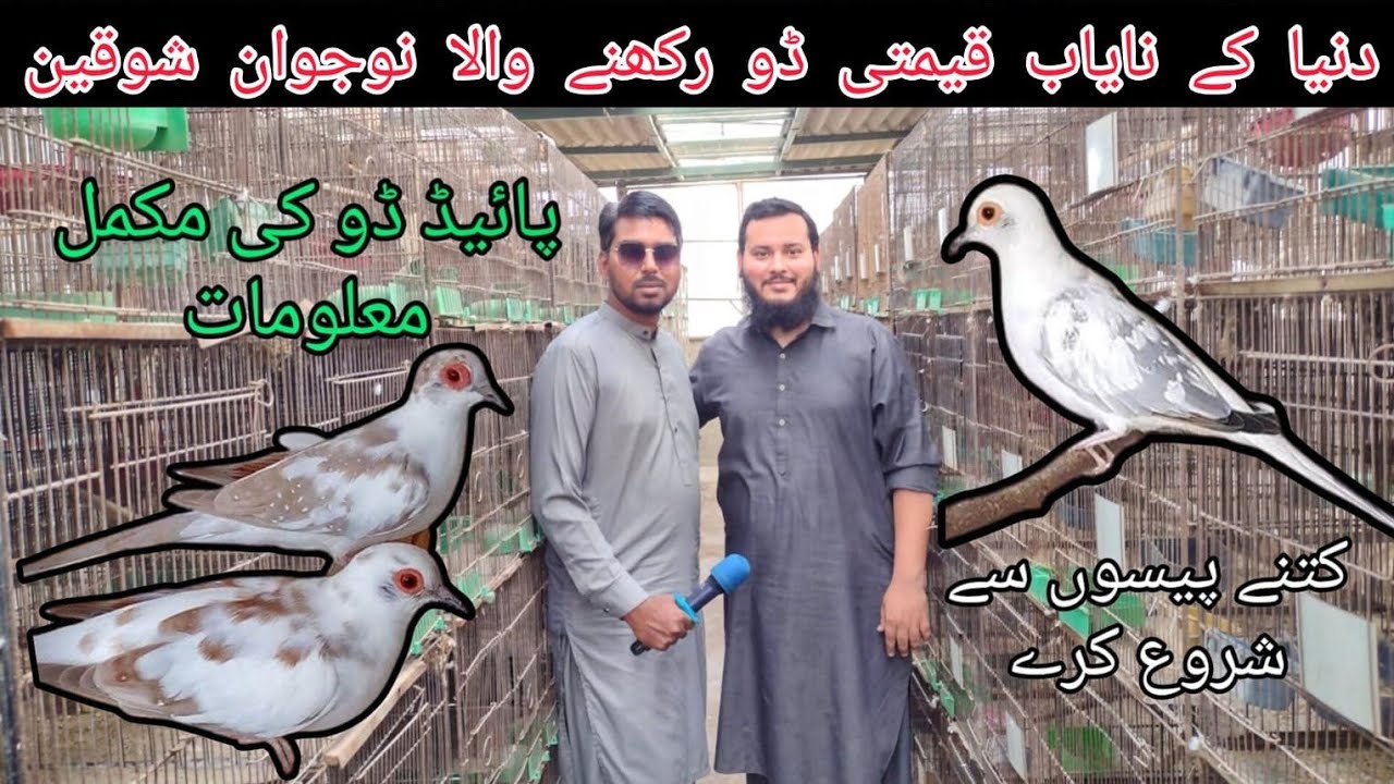 Visit Pied Dove Mutation 150+ Pair Breeding Setup of Jasir Khan |silver pied red & diamond pied dove