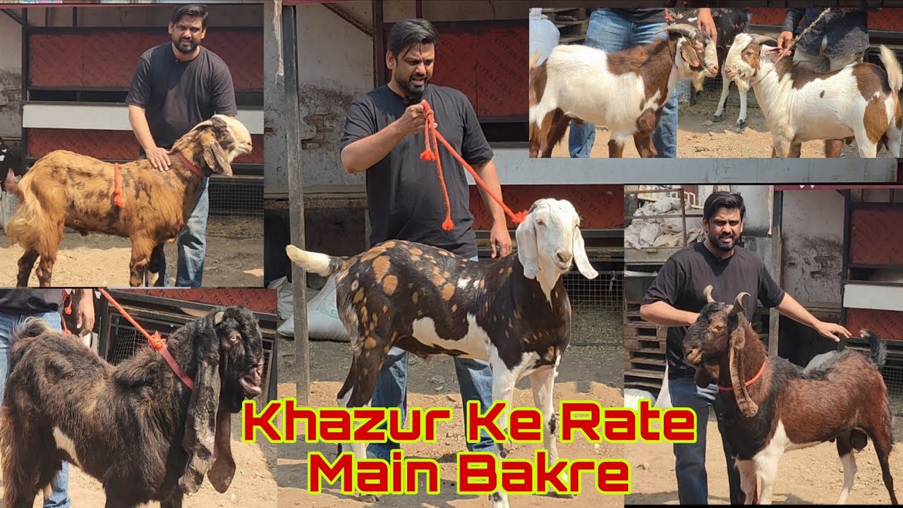 Ramzan Ki Khushi Main Bakre Milenge Khazur Ke Rate Main | Har Nasal Ke Palehue Bakre | Shanu Bhai.