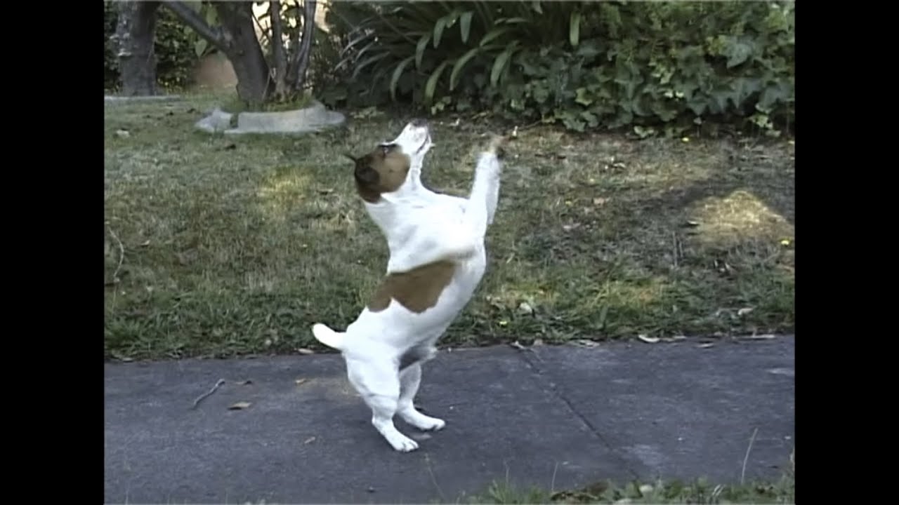Fox Terriers, Jack Russells, Tenterfield, Japanese and Brazilian Terriers