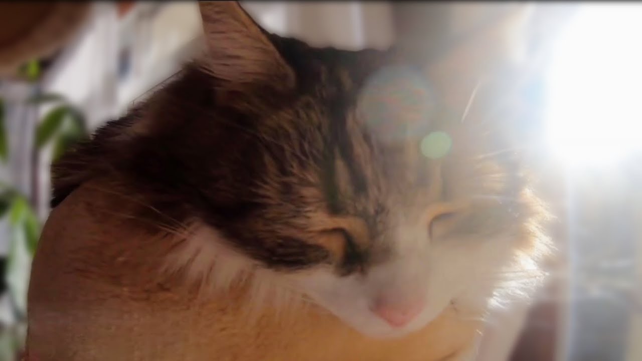 冬の陽だまりでまどろむエルフ/ELF dozing in the winter sunshine