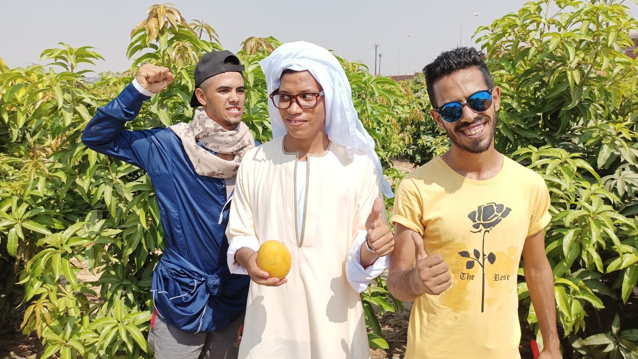 خناقة المعلم ستاموني مع العامل عبدالله و تقليم بعد الجمع في صنف مانجو الياسمينا | مشهد كوميدي زراعي