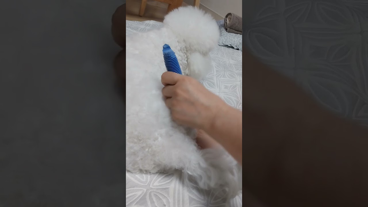 비숑빗질 현실. 뭘먹이고 해야 해요. 하루에 몇번씩 해야 해요. 지금은 이만큼만 너무많이 하면 화내요.좀있다고 또 해야 해요. . #비숑# 비숑빗질#1살 비숑