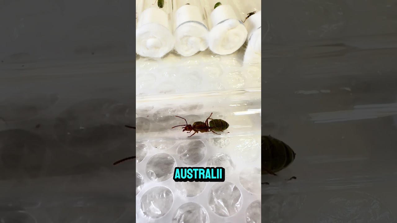 W końcu są !! Australijskie smaragdina &hearts;️
