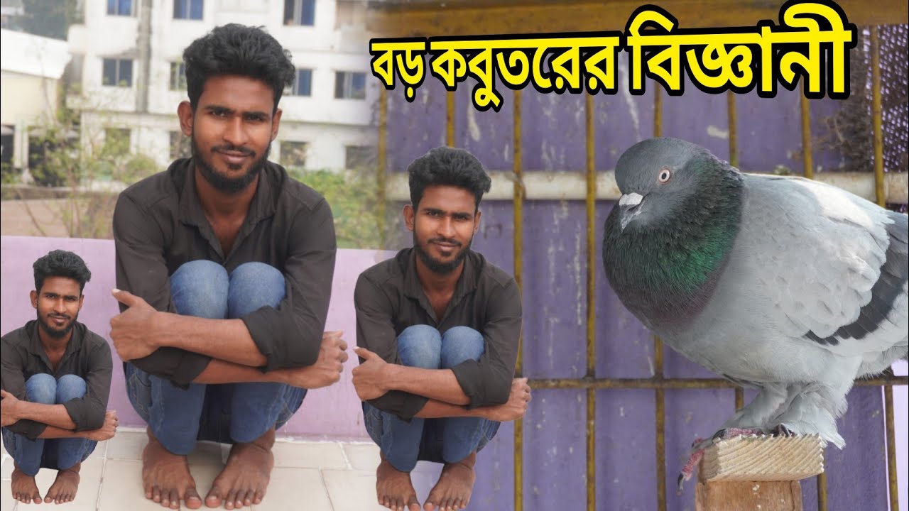 কালাকুকু সি জাতের কবুতর উদ্ভাবক মেহেদী  