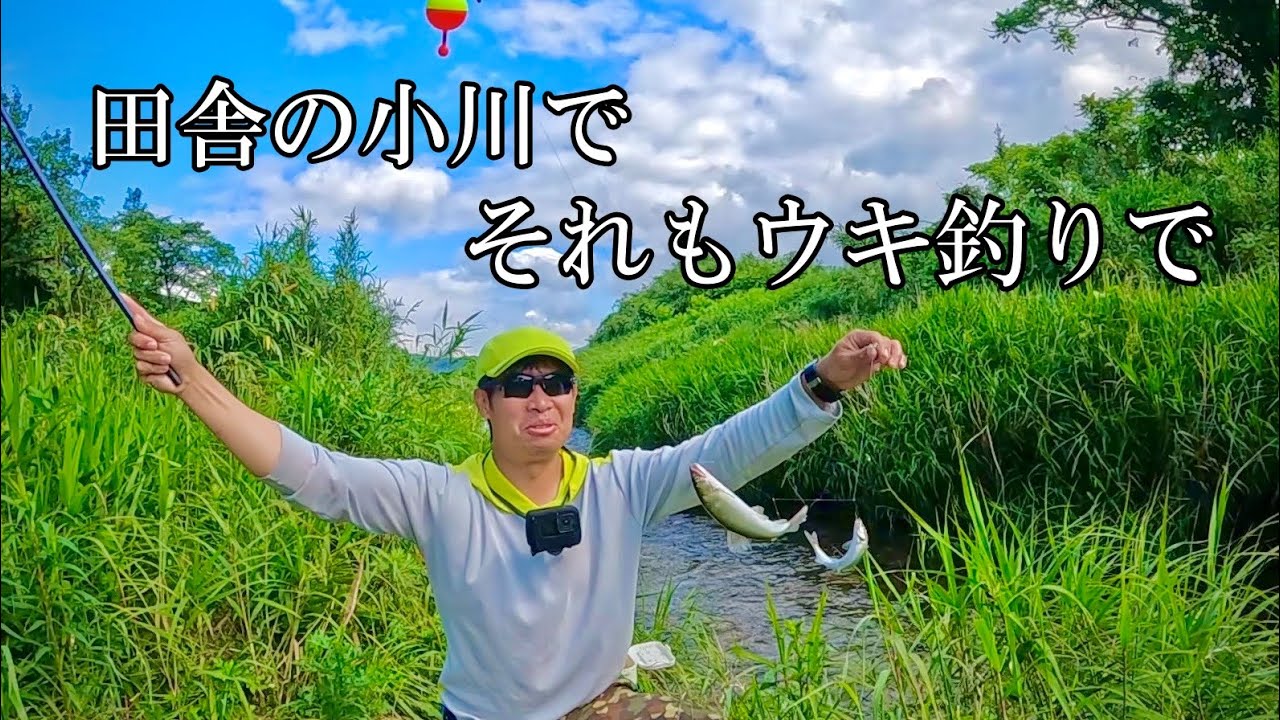 【爆釣】スーパーで買った鳥皮とシラスを餌にしたら天然アユが沢山釣れました。
