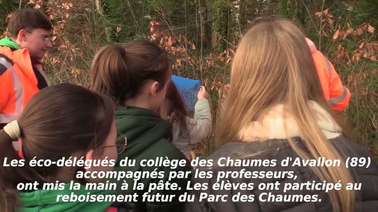 Pour la préservation de jeunes plants, une nouvelle action au Parc des Chaumes à Avallon (89).