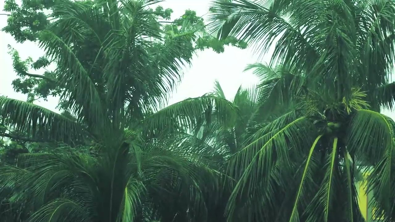 10 Hours of Tropical Rainfall and Soothing Palm Tree Ambience for Relaxation, Meditation, and Sleep