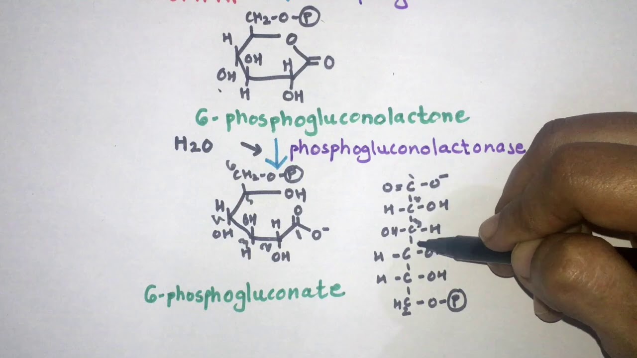 ED pathway, Entner Duodoroff Pathway