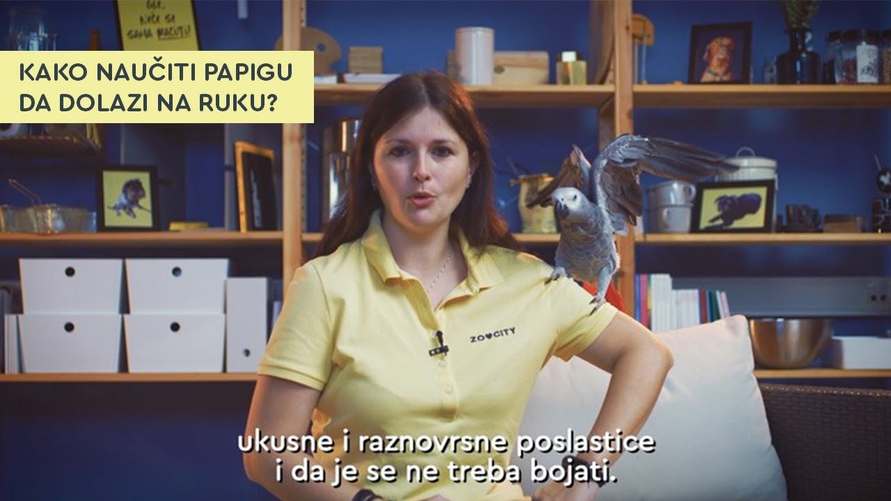 Kako naučiti papigu da dolazi na ruku?