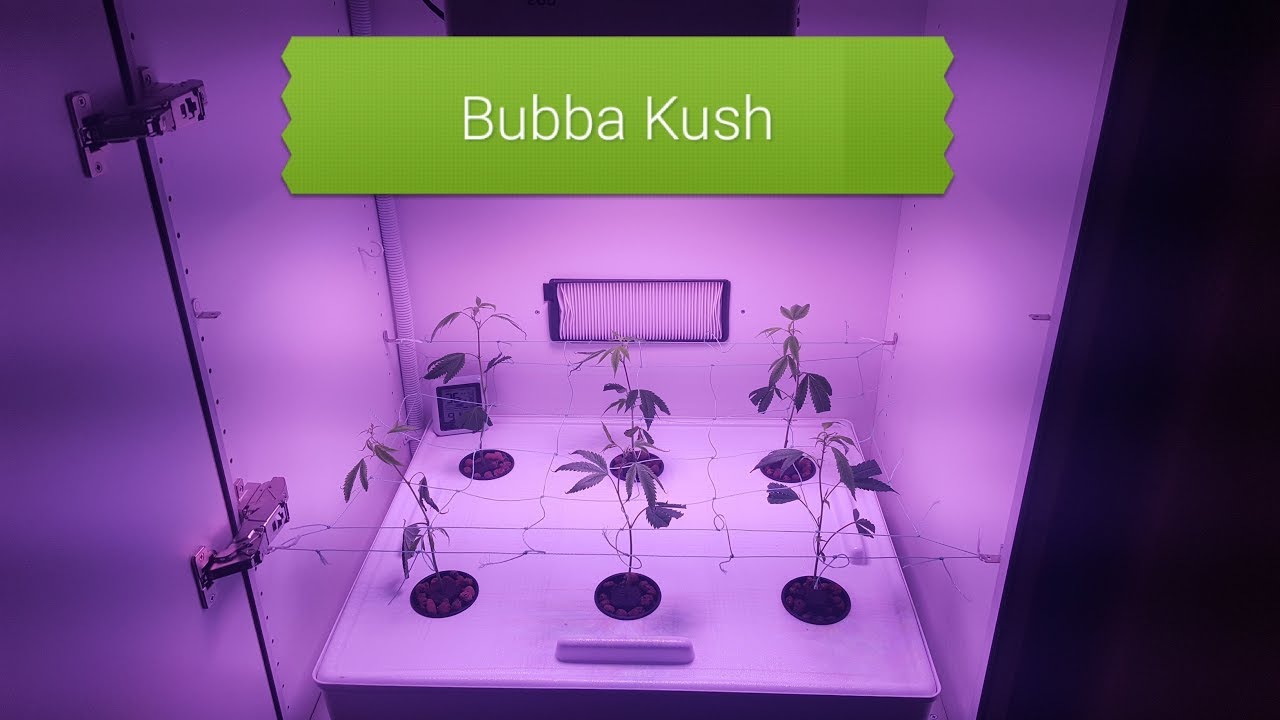 Cloudponics Grow Day 0 Bubba Kush Clones